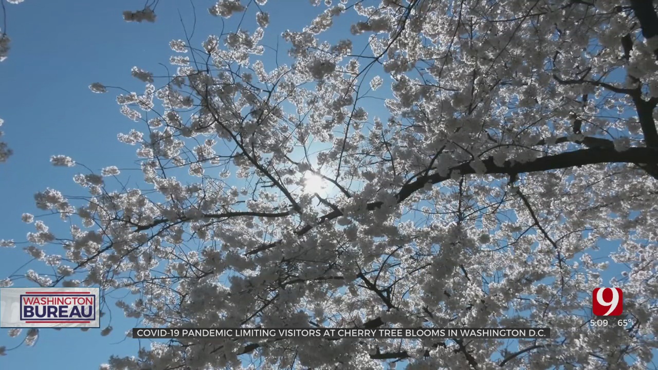 COVID-19 Pandemic Limiting Visitors At Washington DC’s Famous Cherry Blossoms 