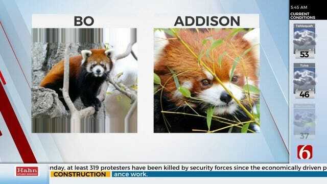 WATCH: Red Pandas Return To Tulsa Zoo