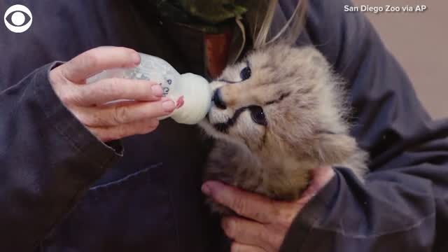TOO CUTE! Cheetah Cub Being Hand-Raised At San Diego Zoo Safari Park