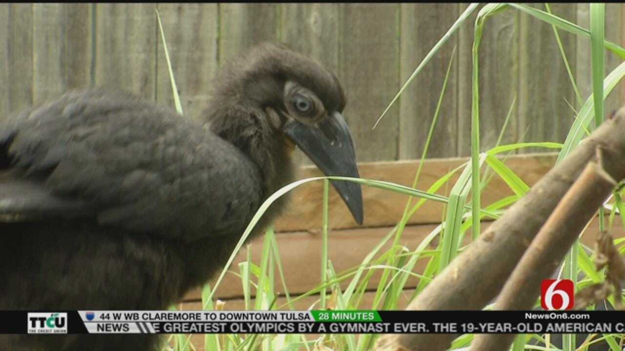 Wild Wednesday: Tulsa Zoo's Southern Ground Hornbill Chick