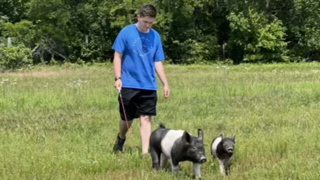 Donor Steps Into Help Foyil FFA Student Who Lost Show Pigs To Dog Attack