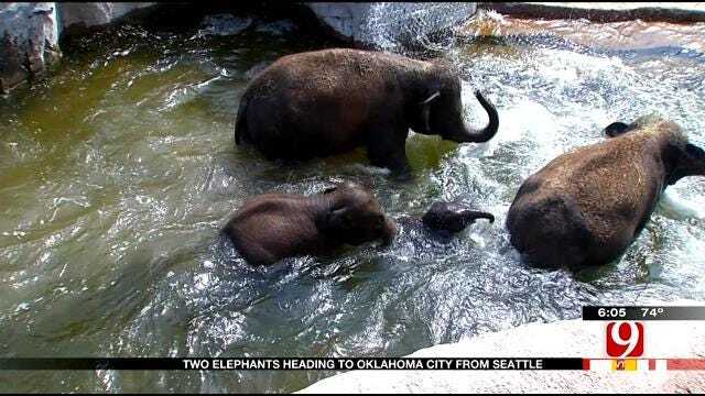 Two Elephants On The Move From Seattle To OKC Zoo