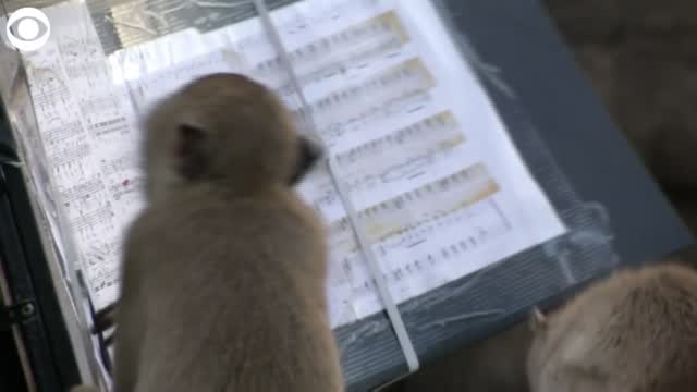 Watch: Man Plays Classical Music For Monkeys