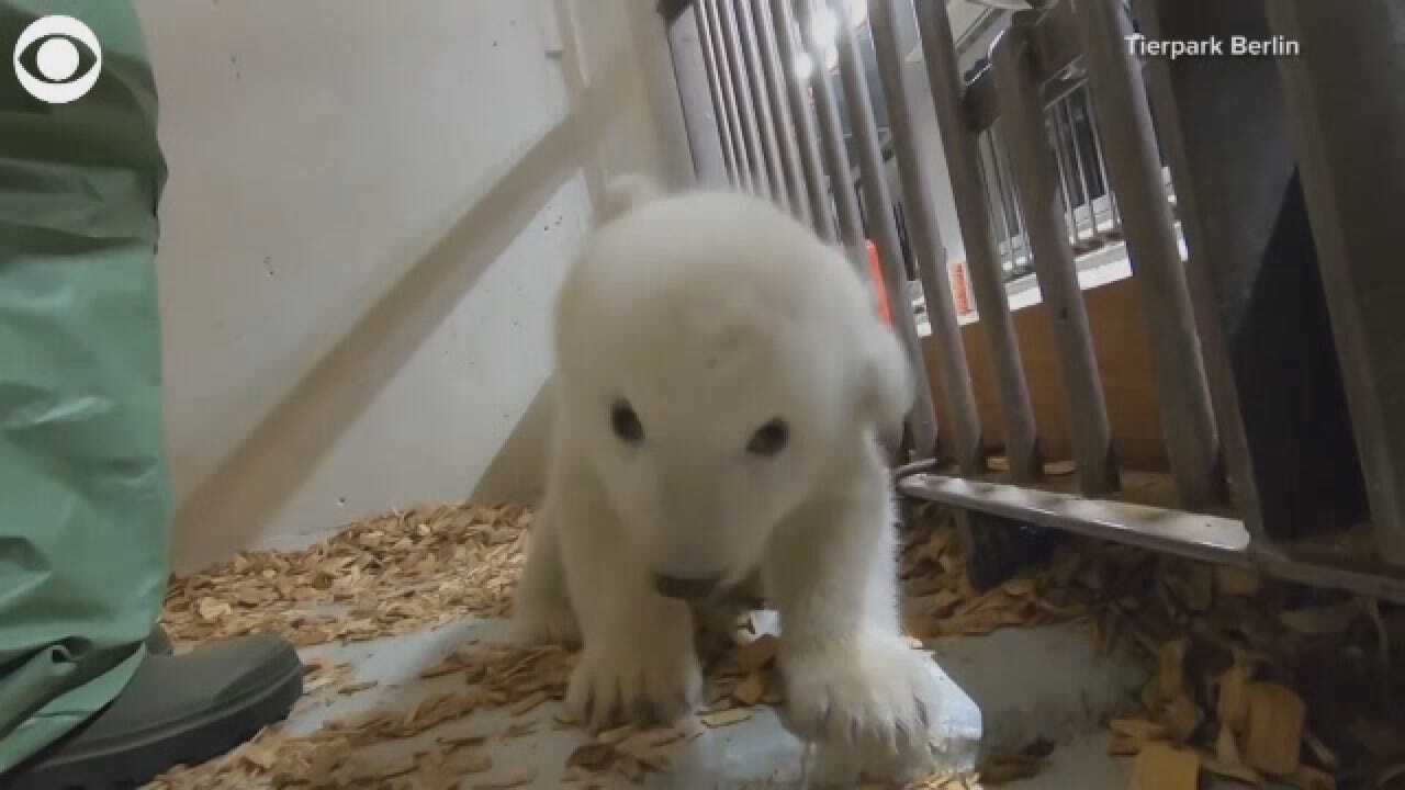 Berlin Zoo Introduces Cute Polar Bear Cub