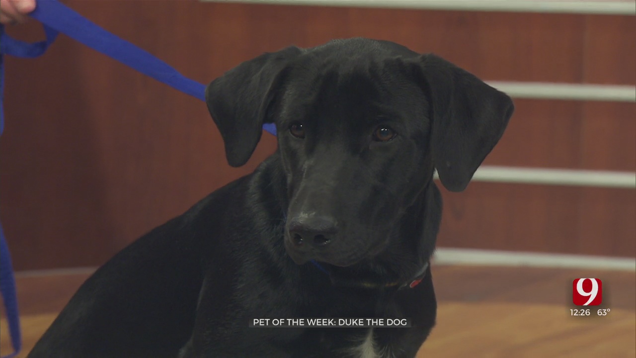 Pet Of The Week: Duke