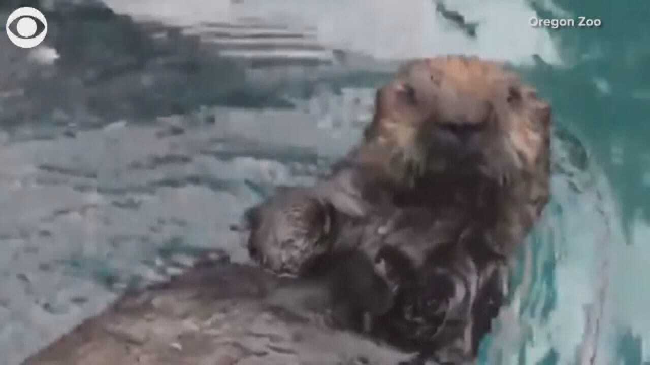 Meet Lincoln: The Screaming Otter