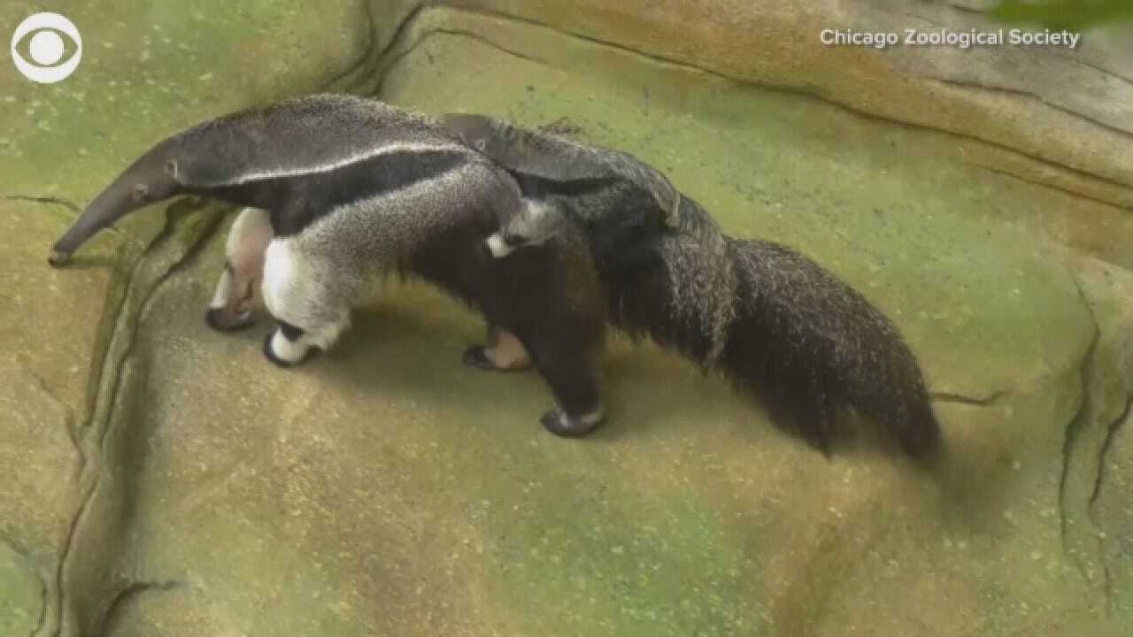 Giant Anteater Pup Sticks With Mom