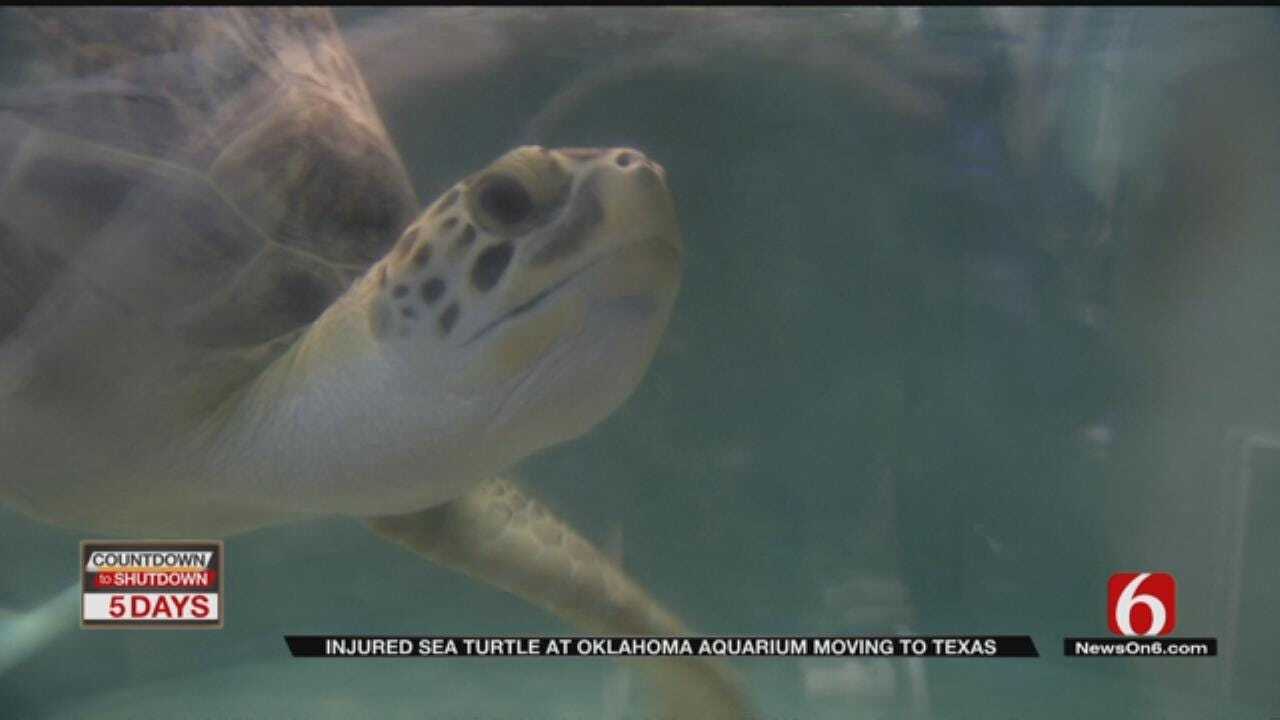 Oklahoma Sea Turtle To Leave For Texas