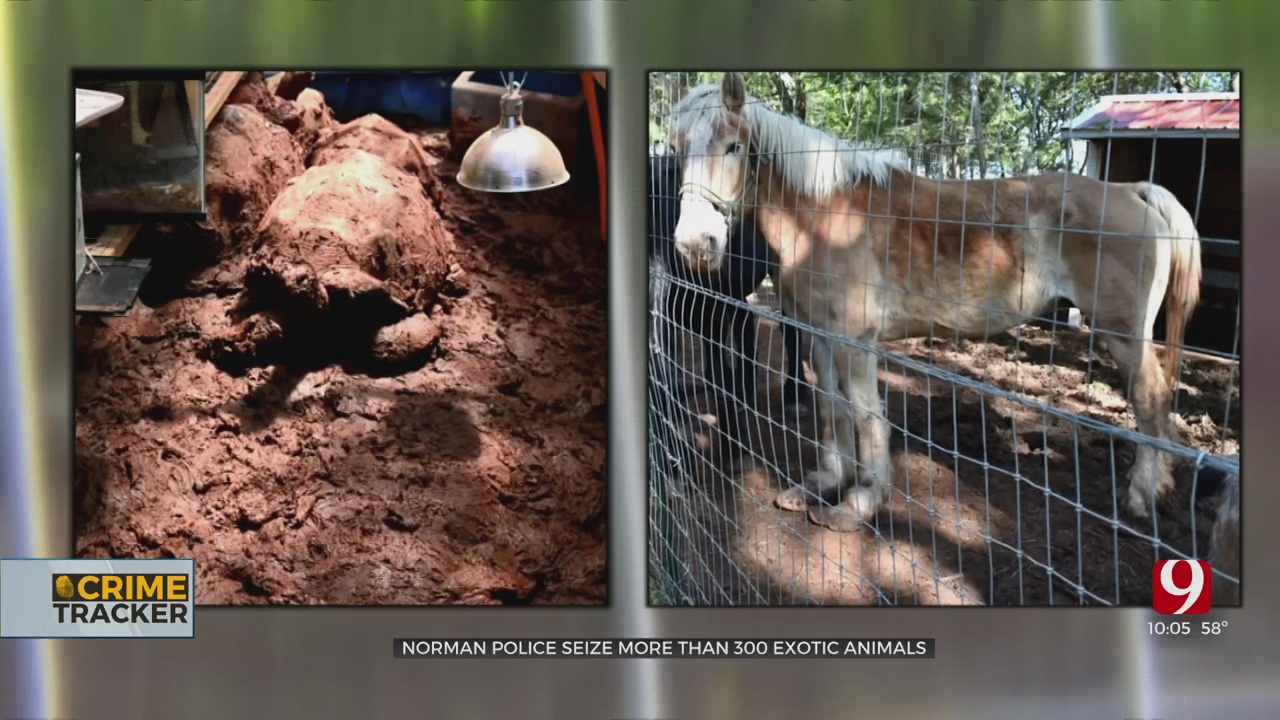 More Than 300 Exotic Animals Seized From Norman Property  