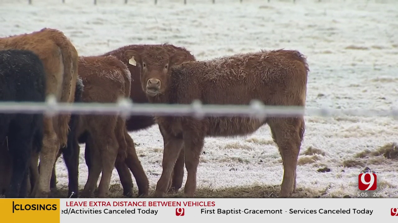 Freezing Weather Expected To Take A Toll On Oklahoma Ranchers, Livestock 