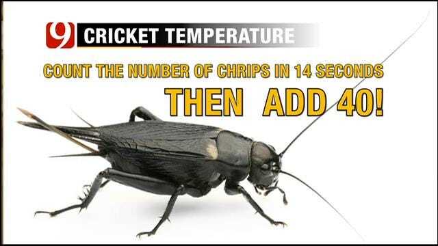 Jed Castles Explains How To Estimate The Temperature From Cricket Chirps