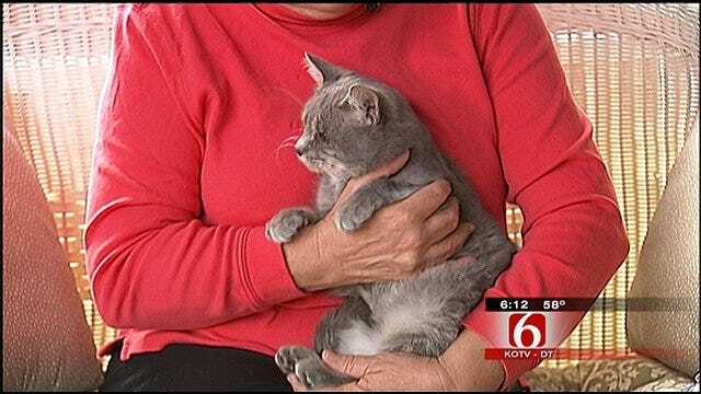 Cat Shot With BB Gun Finds Loving Home In Tulsa