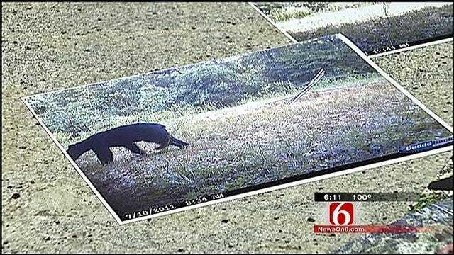 Black Bears Spotted In Cherokee County
