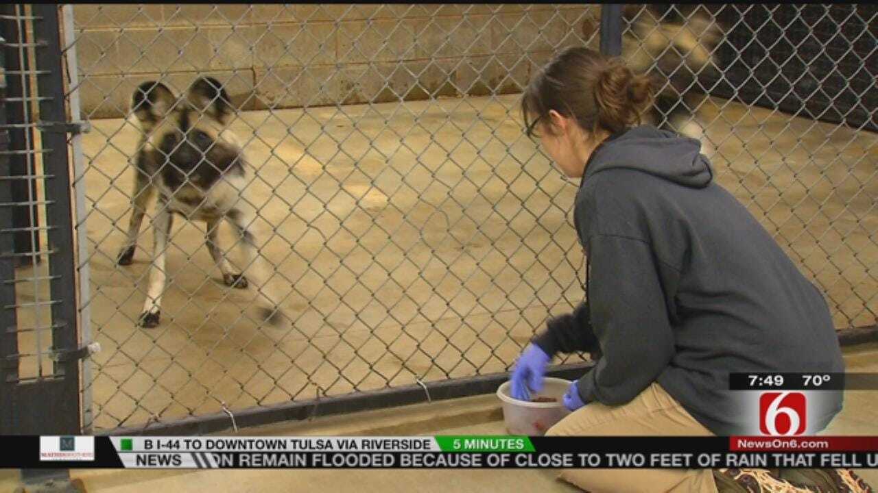 Wild Wednesday: Behind The Scenes At Tulsa Zoo's African Painted Dogs Exhibit
