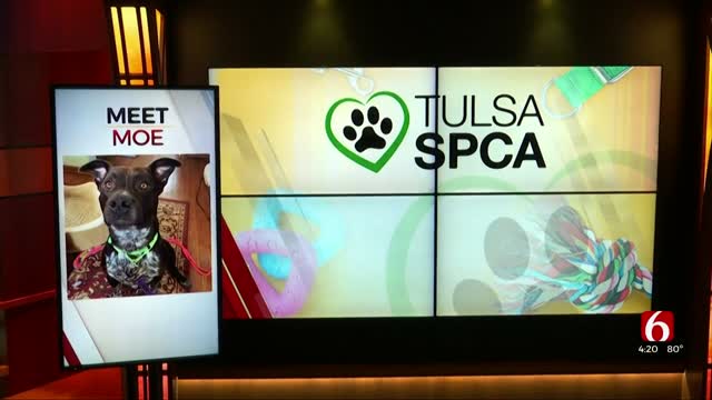 Watch: Tulsa's SPCA Looks For A Forever Home For Moe