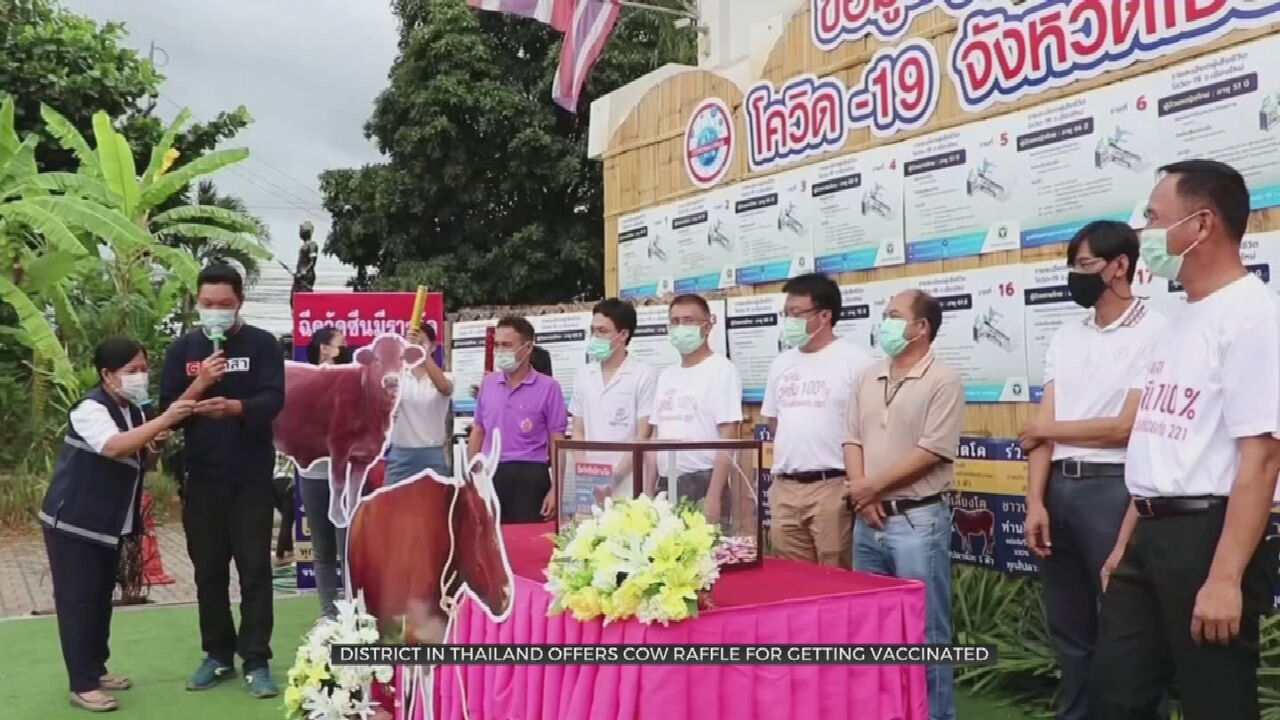 District In Thailand Offers Cow Raffle To Promote COVID-19 Vaccinations