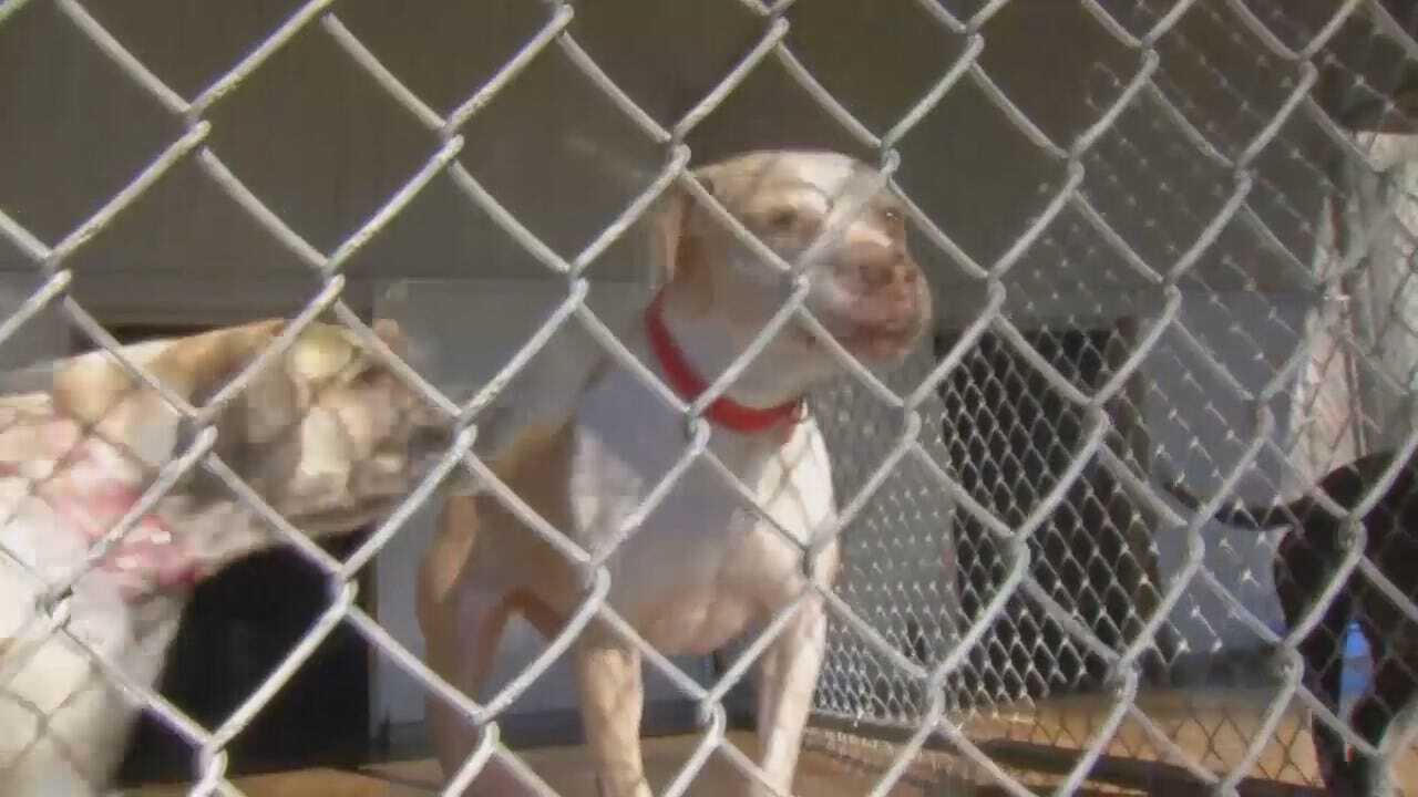 WEB EXTRA: Video From Sapulpa Furry Friends Animal Shelter