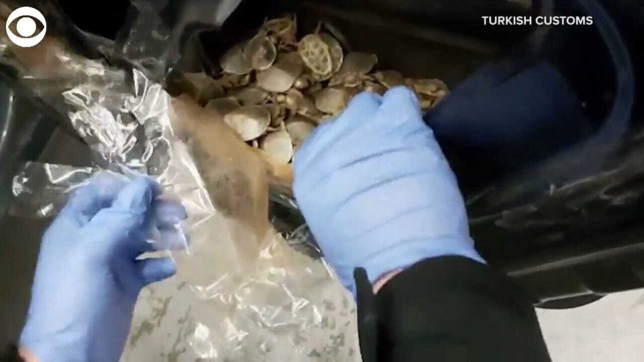 WATCH: Over 5,000 Baby Turtles Found In Car
