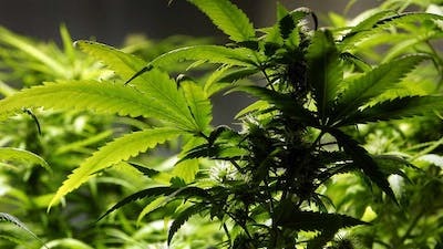 2 Arrested, 4,300 Marijuana Plants Seized In Oklahoma Black Market Drug Trafficking Investigation