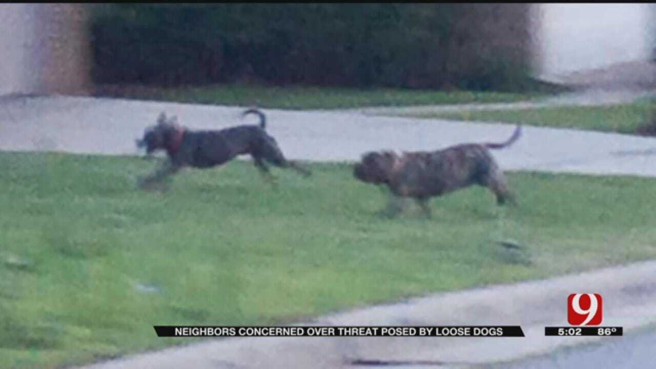 Edmond Residents Say Vicious Dogs Terrorizing Neighborhood