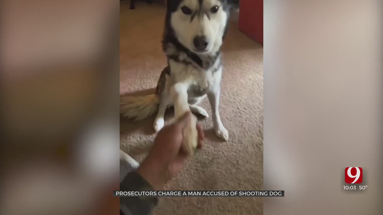 Man Charged In Shooting Of Husky Dog At Norman Dog Park