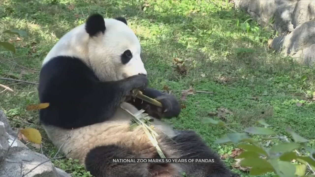 Giant Pandas Celebrate 50-Year Anniversary Of US-China Program