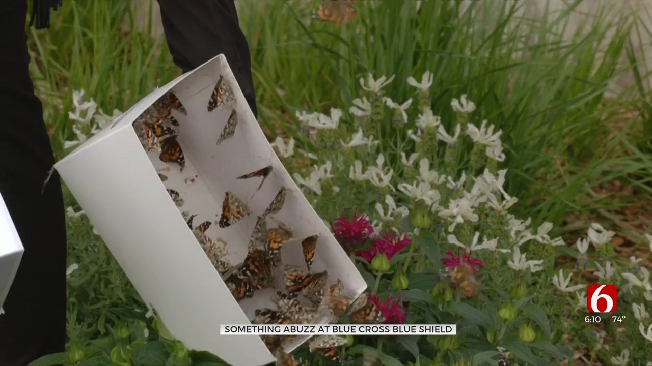 Blue Cross Blue Shield Adds Beehives To Downtown Location, Releases Butterflies To Help Pollination