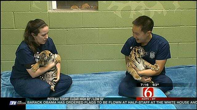 Tulsa Zoo Vet Gives Tiger Cub Berani Update
