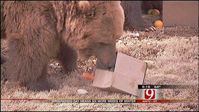 Bears At OKC Zoo Taking Over The Groundhog Prediction