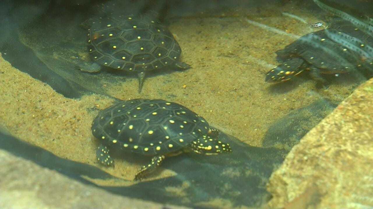 Wild Wednesday: Spotted Turtles At The Tulsa Zoo