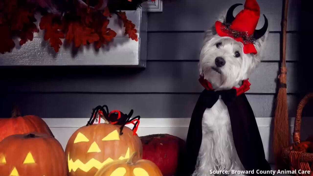 WATCH: Safety Tips For Your Pets On Halloween