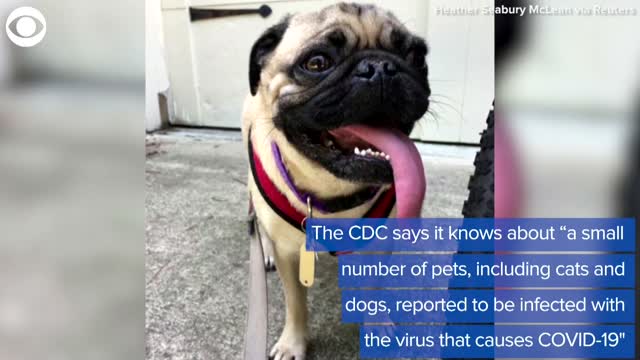WATCH: CDC Recommends Pets Also Practice Social Distancing