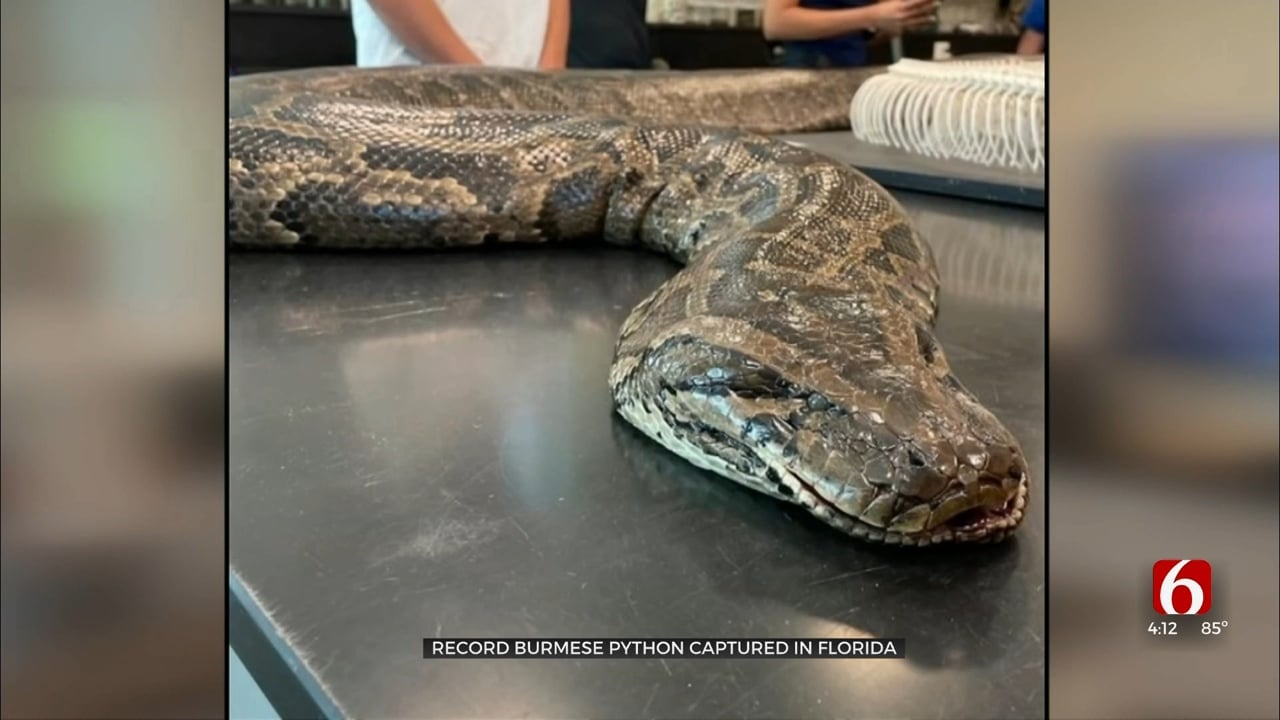 Record Burmese Python Captured In Florida