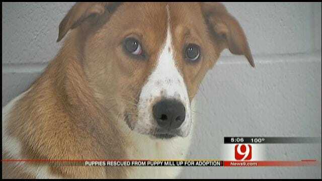 Dogs Rescued From McClain County Puppy Mill Ready For Adoption