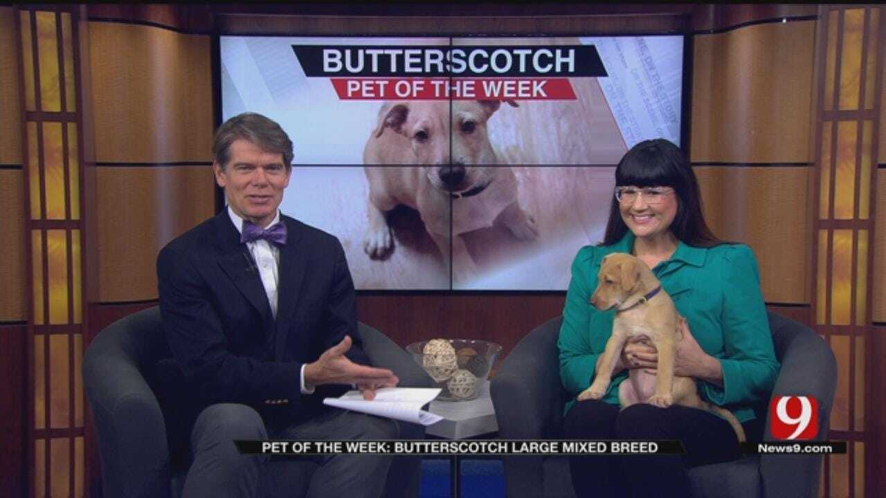 Pet Of The Week: Meet Butterscotch