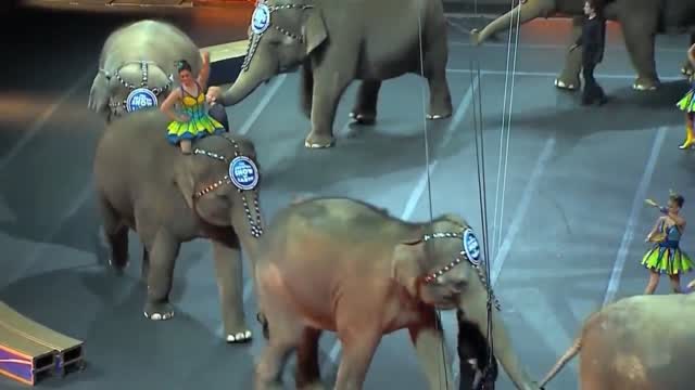 A Look At A Herd Of Former Ringling Bros. Circus Elephants' Home In Florida