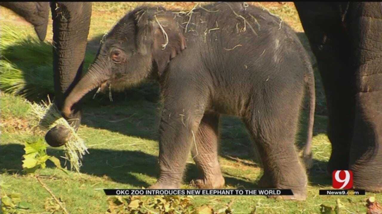 OKC Zoo Introduces New Baby Elephant To The Public