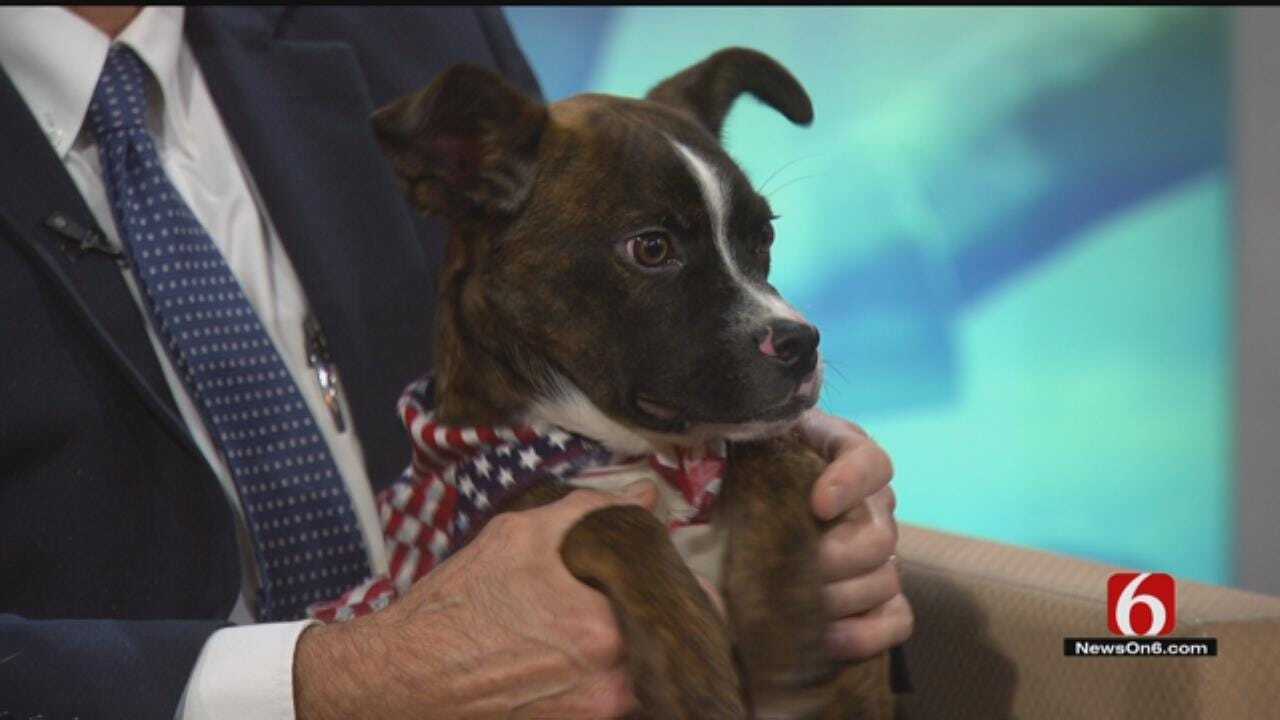 Miles: News On 6 Pet Of The Week