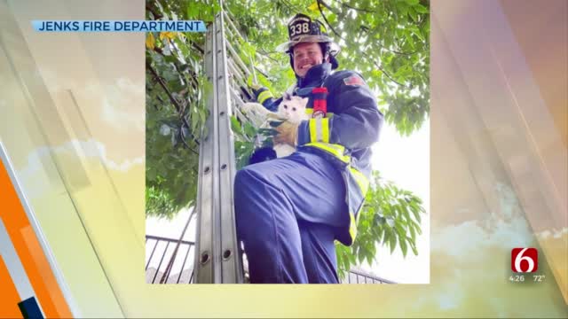 Watch: Jenks Firefighter Rescues Cat From A Tree