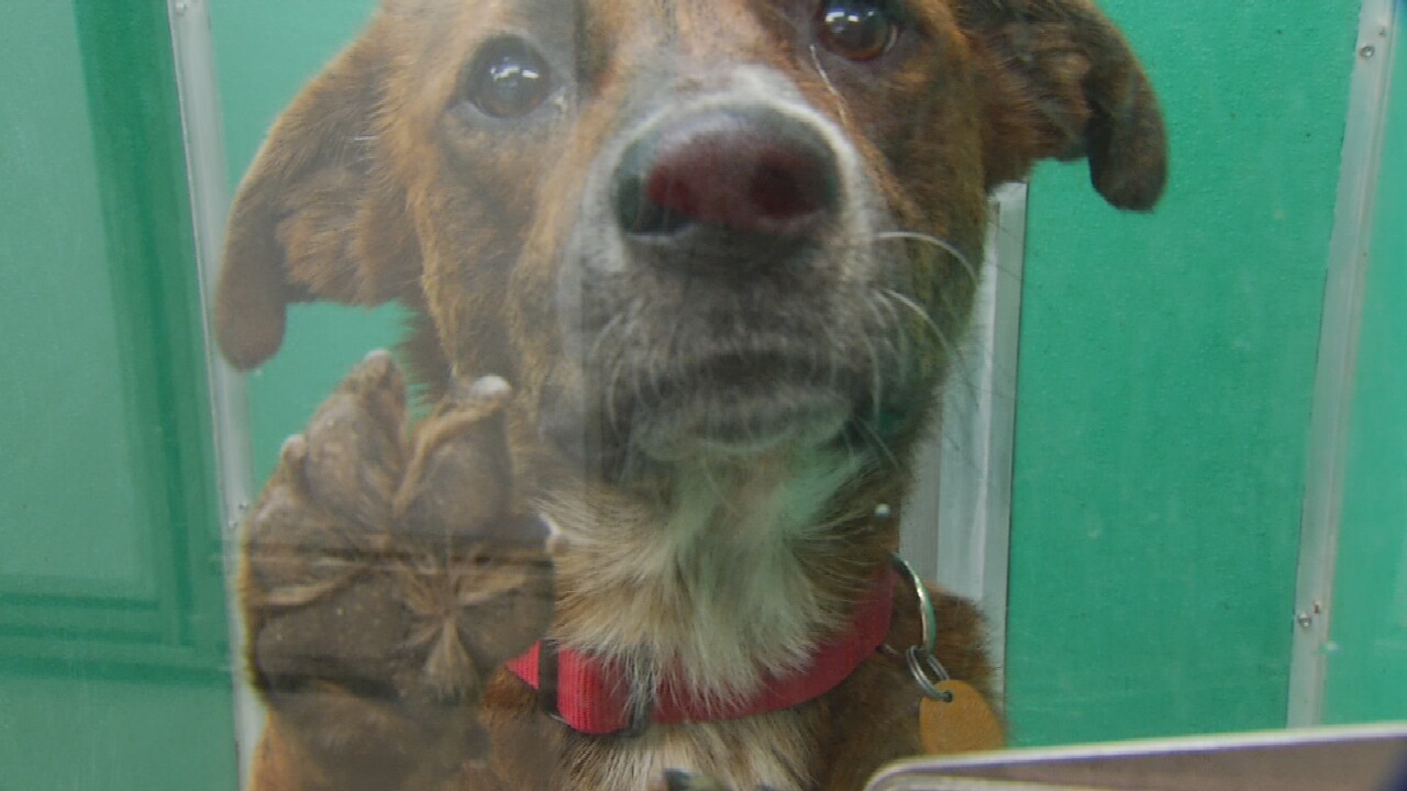 Oklahoma Animal Shelters Seeing Increase In Animal Drop Offs As Adoption Rates Slow