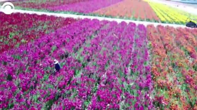 WATCH: People Flocked To Flower Fields In California