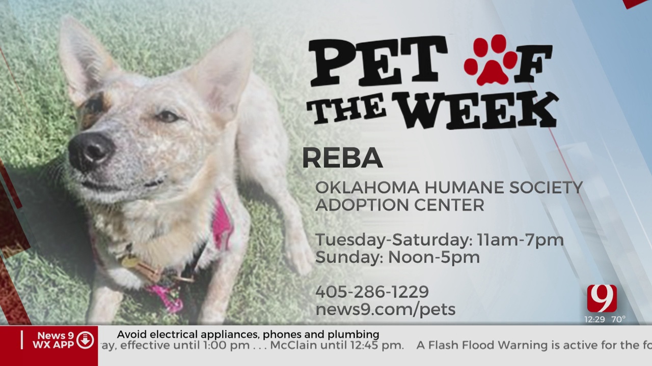 Pet Of The Week: Reba