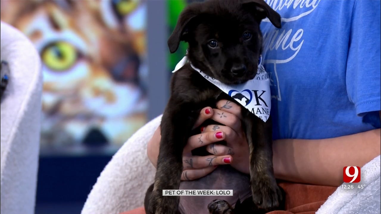 Pet Of The Week: Lolo