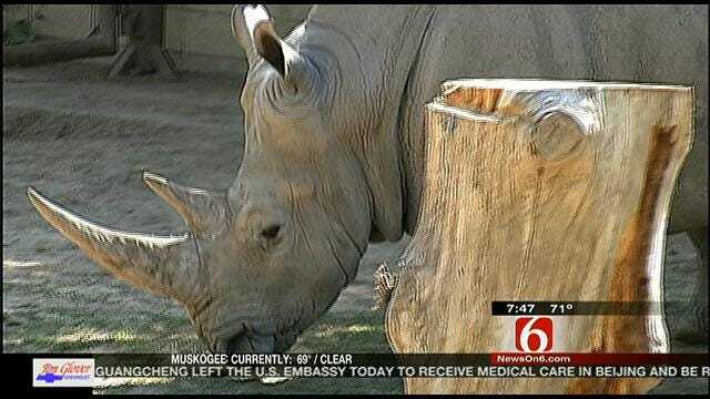 Wild Wednesday: Cinco de Rhino