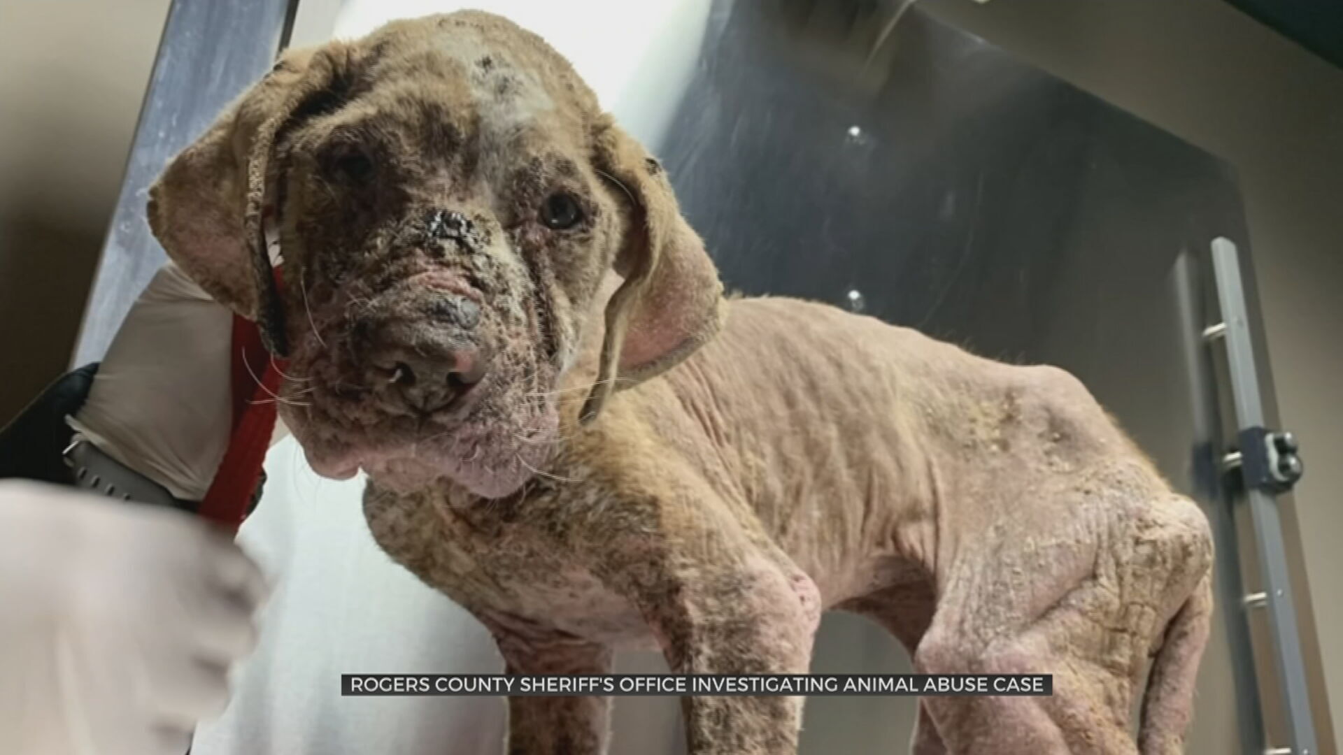 Rogers County Deputies Investigate Animal Abuse Case: ‘One Of The Worst’
