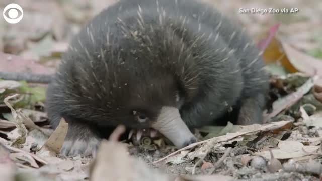 Watch: Baby Echidna Goes Exploring At The San Diego Zoo