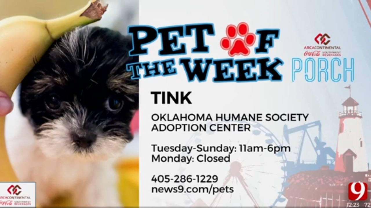 Pet Of The Week: Tink