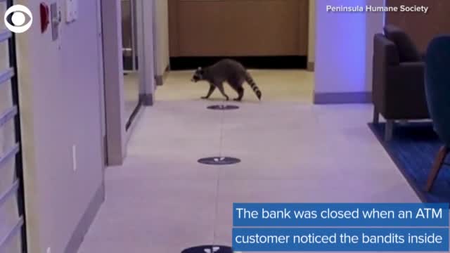 WATCH: Raccoons Break Into A Bank