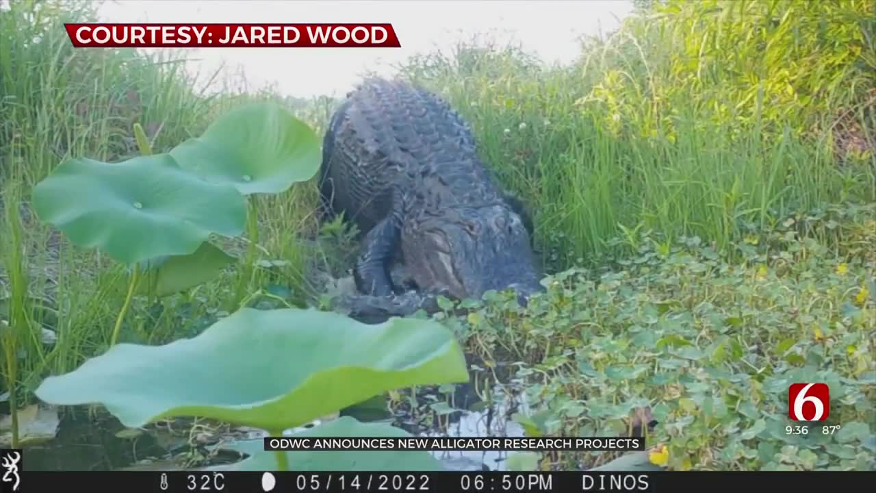 ODWC Announces New Alligator Research Projects