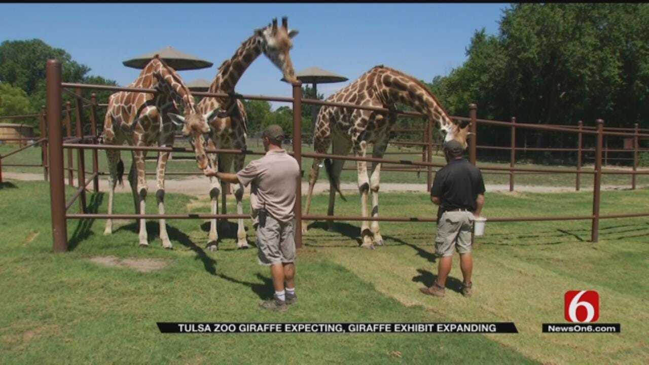 Tulsa Zoo Celebrates National Giraffe Day By Announcing New Arrival